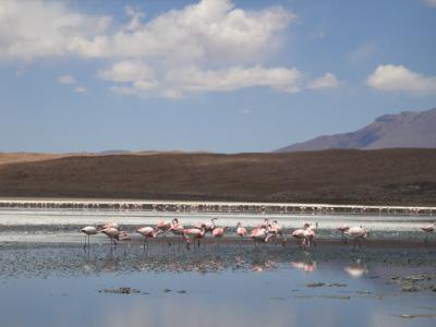 【南米4週間】一生分のフラミンゴに出会うラグナ巡り