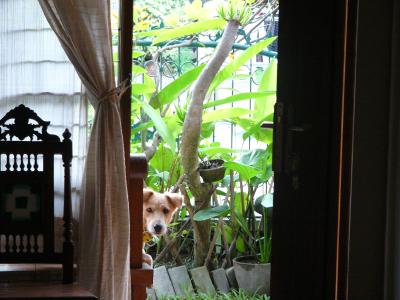 バリ島　　留守を守る愛犬