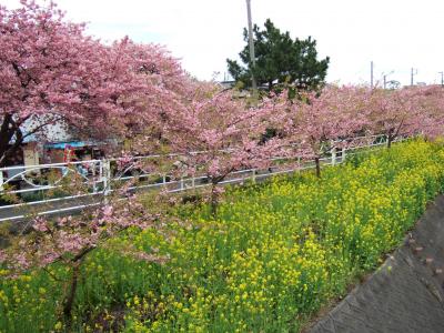 07年河津さくらと稲取つるし雛