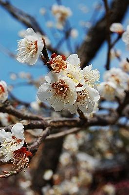 ひと足早い春の福岡（1）～太宰府編