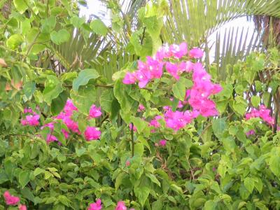 シドニー＆ゴールドコースト　花・植物編