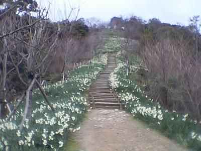 ★「千代？」の２００７．２月の「白野江植物公園」・・・の旅。