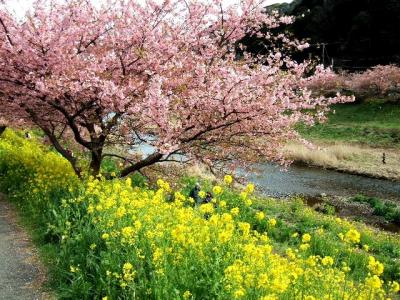 みなみの菜の花とさくら