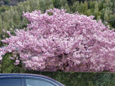 河津桜を見に行きました