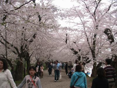 東北桜ツアー