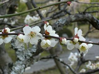 成田山公園の梅