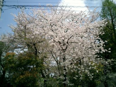 兵庫県｢尼崎、自宅周辺の桜｣