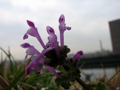 東京　赤羽  花散歩