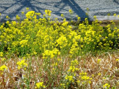 菜の花いっぱいの筑後川