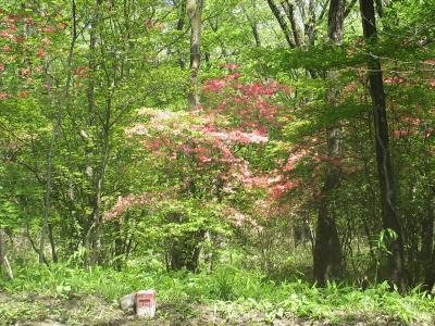 新緑の那須高原へ