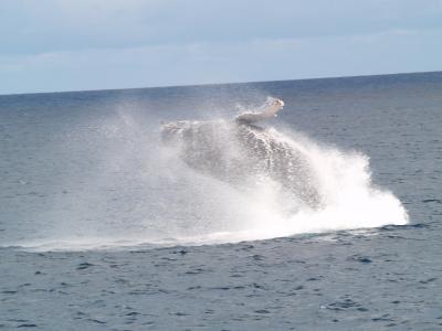 ホエールウオッチング