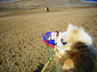 山陰旅行・3日目~鳥取砂丘を満喫~
