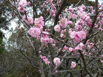 太宰府天満宮にて