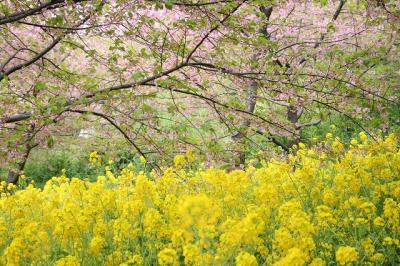 松田町の河津桜見物