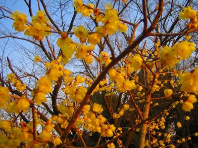 所沢航空記念公園 その５