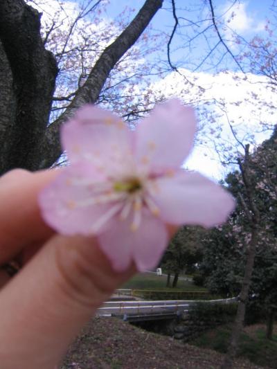 皇子が丘公園の早咲き桜満開です。