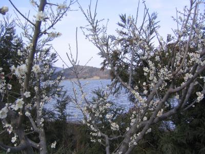 芦原温泉一泊旅行　三方５湖湖畔梅街道　三方縄文博物館