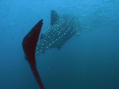 シミランダイビングクルーズ