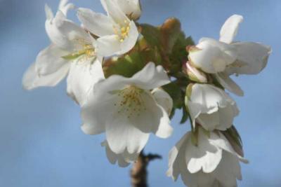 さくらの里の桜