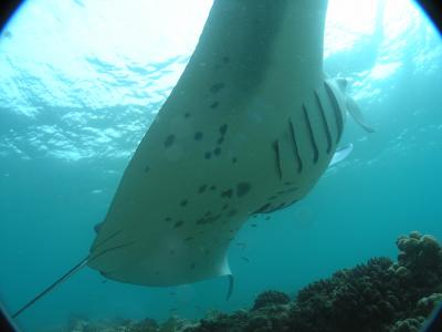 モルディブ・ダイブクルーズ