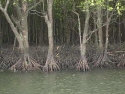 【西表島編/沖縄・石垣島・西表島旅行記】