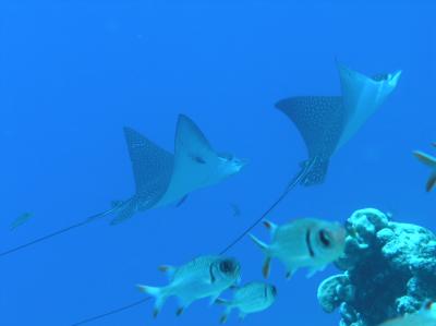 サイパンで結婚式&ダイビング三昧!