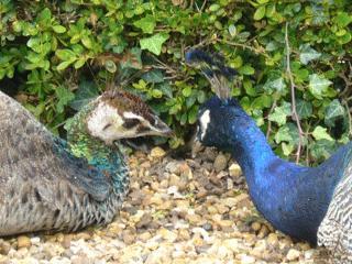 ウォーリック城 -Warwick Castle-　熱々孔雀カップル発見！！　動物写真館