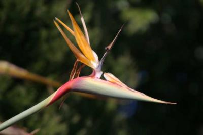 城ヶ崎海洋公園・みはらしガーデン