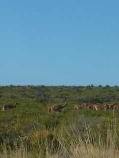 お尻大作戦＠リオ・ガジェゴス