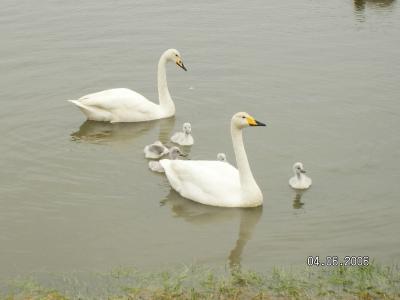 アイスランドで友達と再会