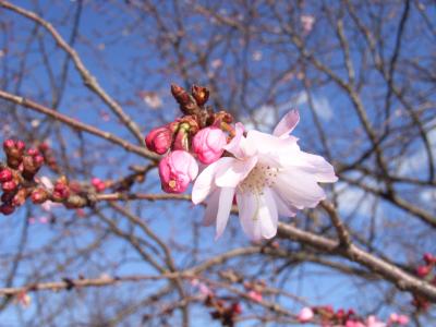 神戸　初春の須磨周辺