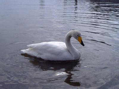 青春18きっぷで行く“白鳥の湖”瓢湖 【2.復路】