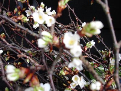 桜追っかけ２・天草