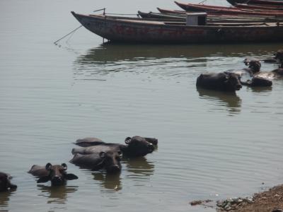 乾季のガンガーGanga