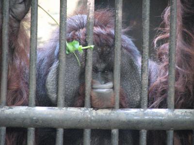 インドネシア訪問記２ ジャワ ｢東南アジア最大の動物園１｣ スラバヤ動物園