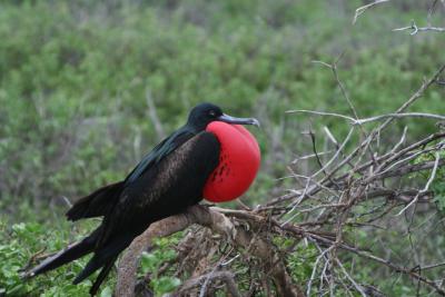ガラパゴス満喫（クルージング７泊８日）その１（バルトロメ島、南プラザ島）
