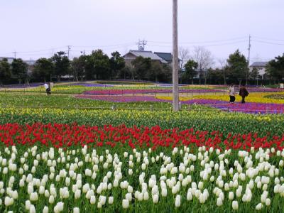 なばなの里の花のじゅうたんは素晴らしかった★