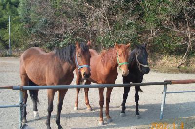 パカパカと宮崎