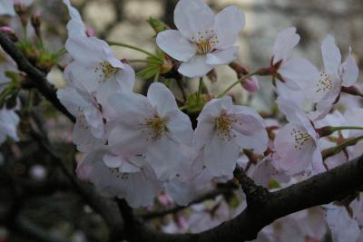 2007年目黒川の桜