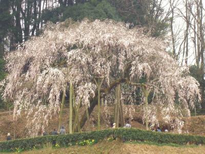 奥山田のしだれ桜