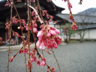 桜にはちょっと早かった初春の京都（鞍馬＆醍醐寺）