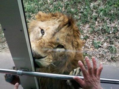 ７．多摩動物公園　珍しい昆虫達　装甲バスでライオンの世界へ