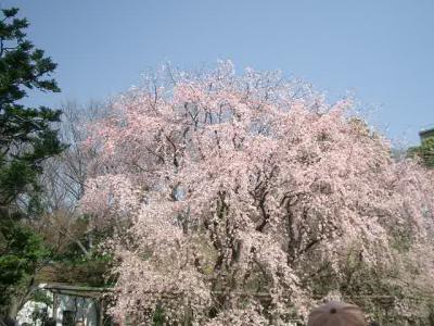 六義園のしだれざくらを見てきました