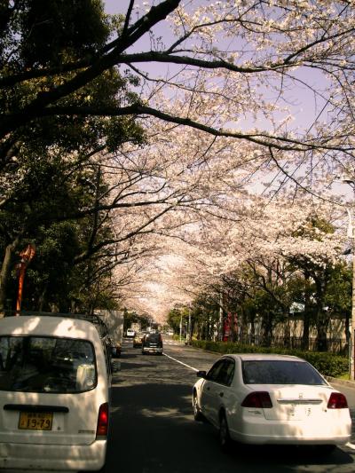 お花見したいなぁ～