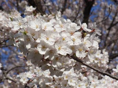 大和市　引き地台公園の花見