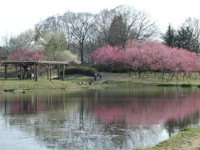 古河市の桃まつりに・・・