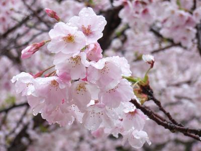 神戸　須磨寺付近の桜