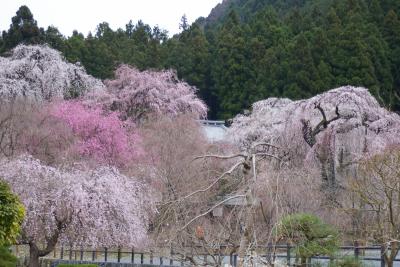 秩父荒川清雲寺しだれ桜