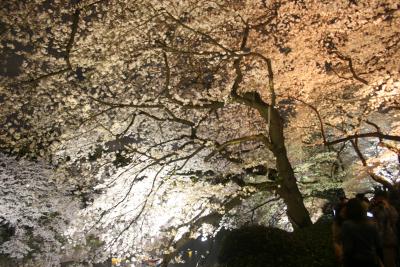 Tirp in 千鳥ヶ淵　夜の桜のトンネルをくぐり抜ける