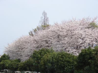 大和　つきみ野界隈